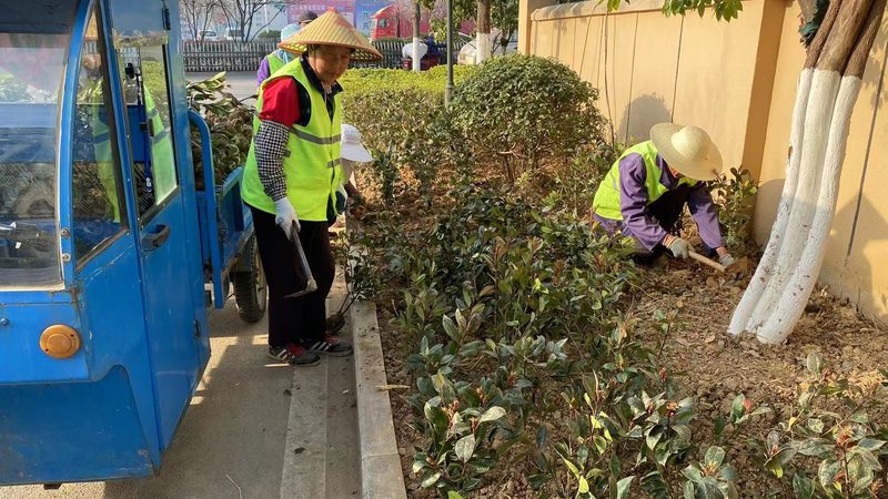 屋顶绿化用什么土和植物好