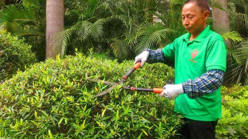立体绿化代理：如何选择与实施
