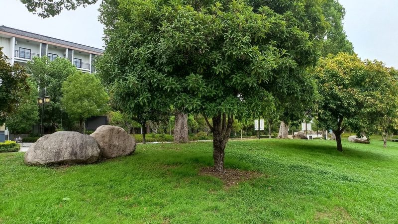 苗木种植技术视频教程：高清版，揭秘种植秘诀