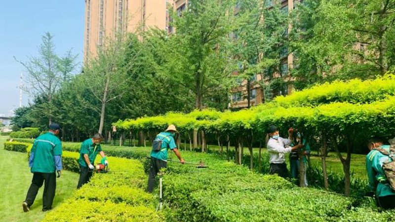 上海苗木种植工期解析：影响因素与实际案例**